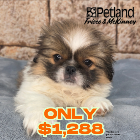 [#26255-02] Red / White F Pekingese Puppies for Sale