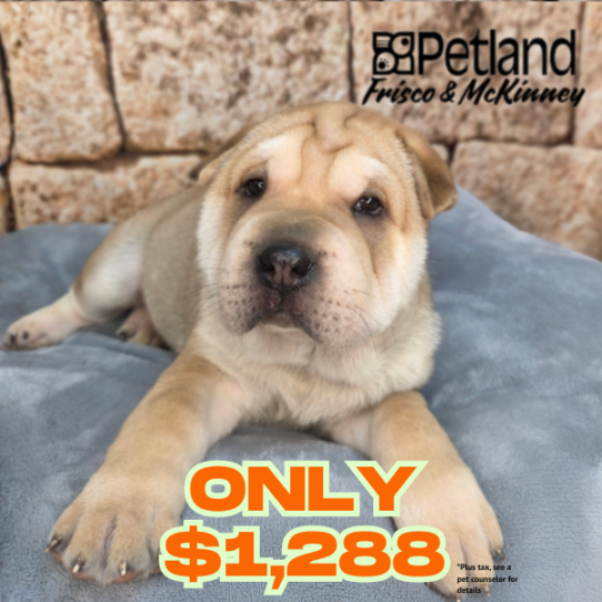 [#26190-04] Fawn M Ori Pei Puppies for Sale