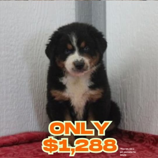 [#26617-07] Tri-Colored F Australian Shepherd Puppies for Sale