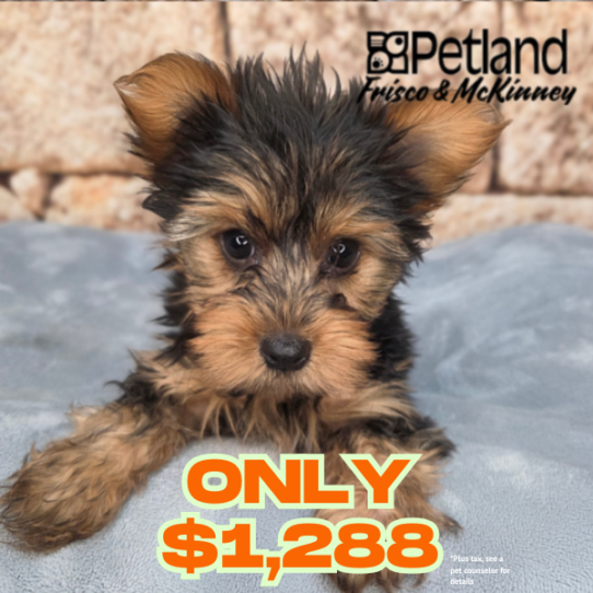 [#26196-01] M Yorkshire Terrier Puppies for Sale