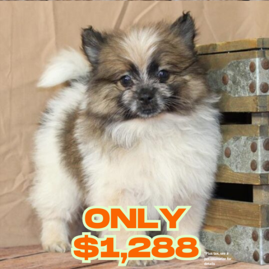 [#26211-02] White / Red M Pomeranian Puppies for Sale