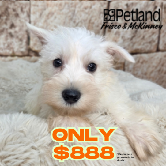 [#26184-01] White M Miniature Schnauzer Puppies for Sale