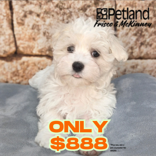 [#N03164] White and Cream M Havamalt Puppies for Sale