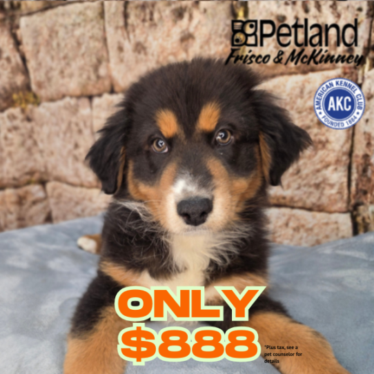 [#26617-02] Tri-Colored M Australian Shepherd Puppies for Sale