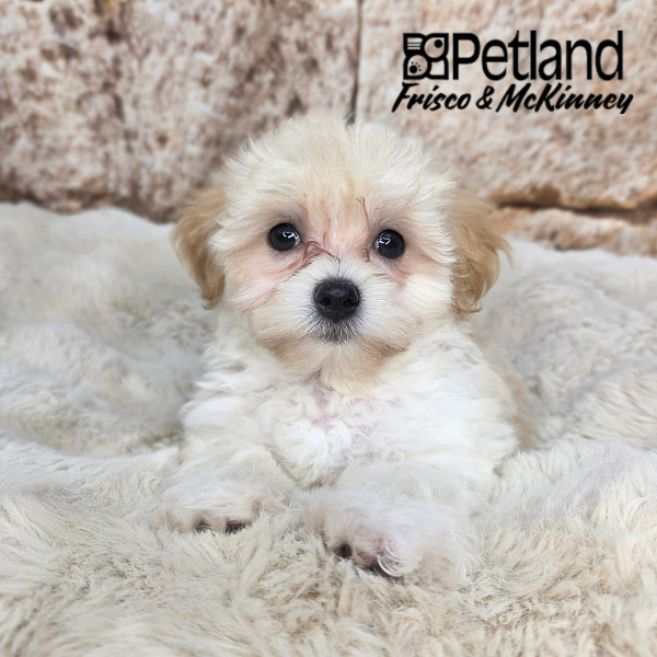 Maltipoo in Allen, TX