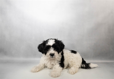 [#N02402] Black and White F Teddy Bear Puppies for Sale
