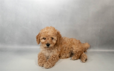 [#N02641] Cream F Bichon Poo Puppies for Sale