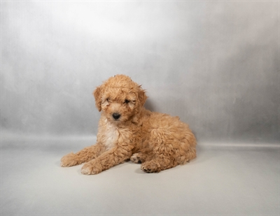 [#N02644] Red M Bichon Poo Puppies for Sale