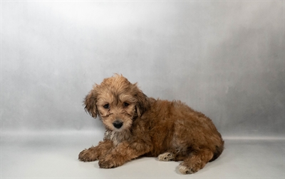 [#N03216] Gold M Yochon Puppies for Sale