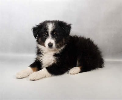 [#N03303] Black White and Brown F Miniature Australian Shepherd Puppies for Sale