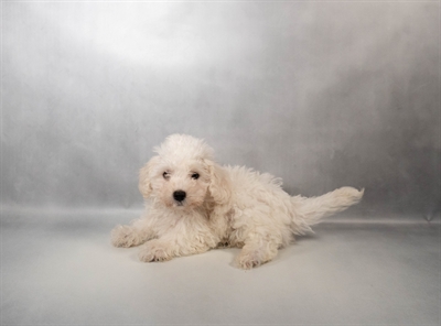 [#N03323] White M Bichon Frise Puppies for Sale