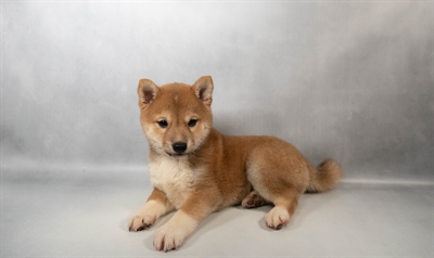 [#N03503] Red M Shiba Inu Puppies for Sale