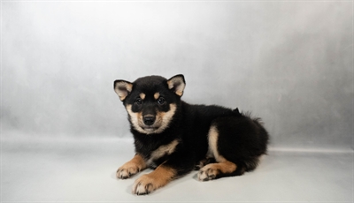 [#N03522] Black and Tan F Shiba Inu Puppies for Sale
