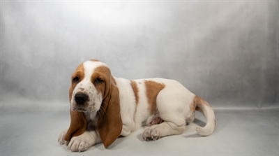 [#N03542] Red and White F Basset Hound Puppies for Sale