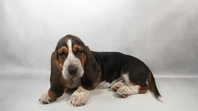 [#N03544] Black White and Tan F Basset Hound Puppies for Sale