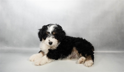 [#N03574] Black Rust and White M Mini Aussie Poo Puppies for Sale