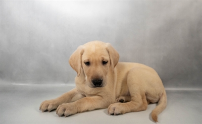[#N03635] Yellow F Labrador Retriever Puppies for Sale