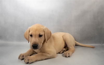 [#N03640] Yellow F Labrador Retriever Puppies for Sale