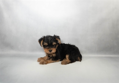[#N03792] Black and Tan M Yorkshire Terrier Puppies for Sale