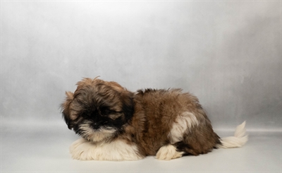[#N03835] Gold and White M Shih Tzu Puppies for Sale