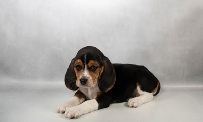 [#N04075] Black White and Tan F Beagle Puppies for Sale