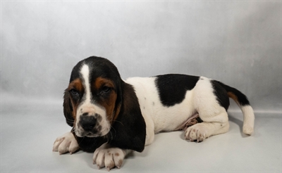[#N04164] Blue and White M Basset Hound Puppies for Sale