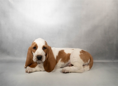 [#N04433] Red and White M Basset Hound Puppies for Sale