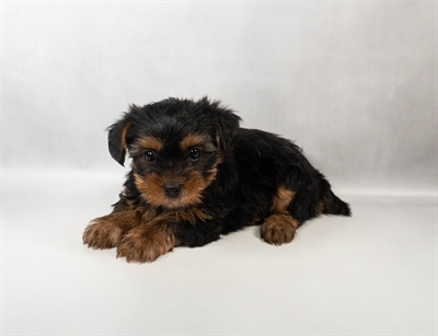 [#N04582] Black and Gold M Yorkshire Terrier Puppies for Sale