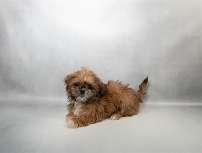 [#N04798] Gold F Shih Tzu Puppies for Sale