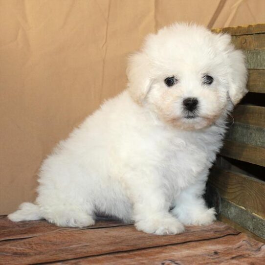[#26232-02] White M Bichon Frise Puppies for Sale