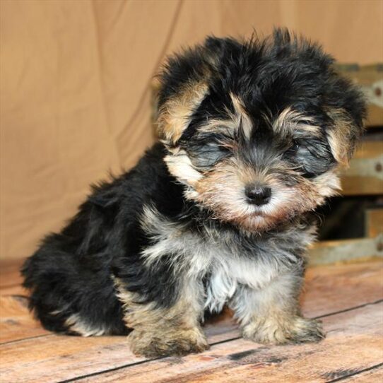 [#26236-01] Black / Tan M Morkie Puppies for Sale