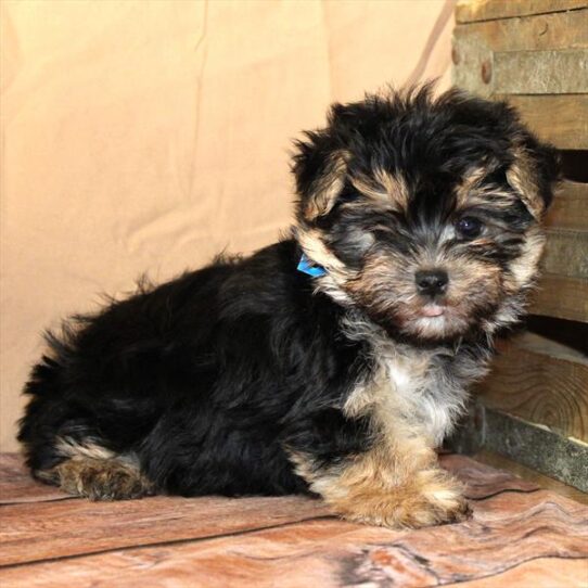 [#26236-02] Black / Tan M Morkie Puppies for Sale
