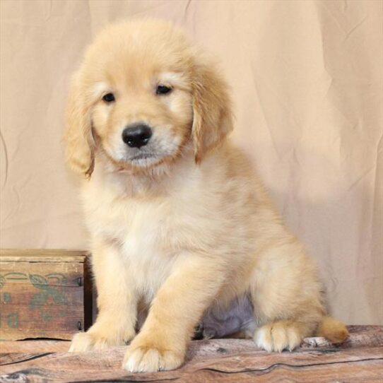 [#26237-02] Golden M Golden Retriever Puppies for Sale