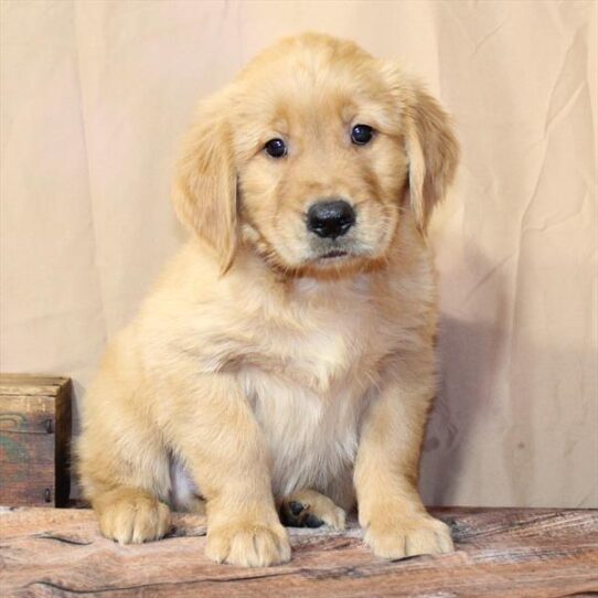 [#26237-05] Dark Golden M Golden Retriever Puppies for Sale