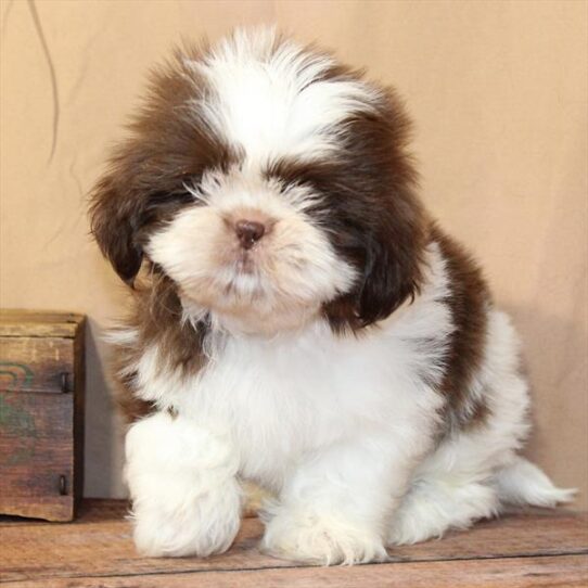 [#26238-01] White / Chocolate M Shih Tzu Puppies for Sale
