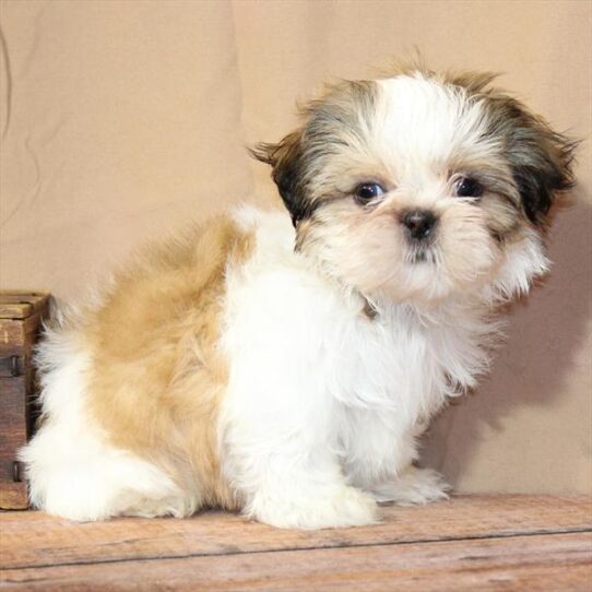 [#26238-05] White / Gold F Shih Tzu Puppies for Sale