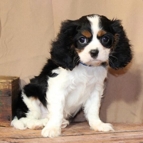 [#26239-05] White Black / Tan M Cavalier King Charles Spaniel Puppies for Sale