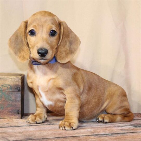 [#26240-06] Red Dapple F Dachshund Puppies for Sale