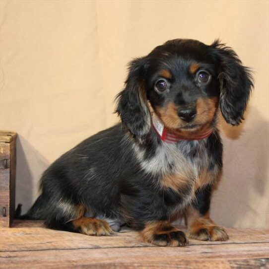 [#26247-01] Black / Tan M Dachshund Puppies for Sale
