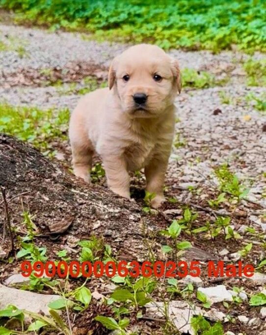 [#2649-02] Golden M Golden Retriever Puppies for Sale