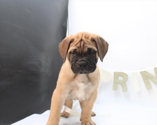 [#26806-03] Fawn M Bullmastiff Puppies for Sale