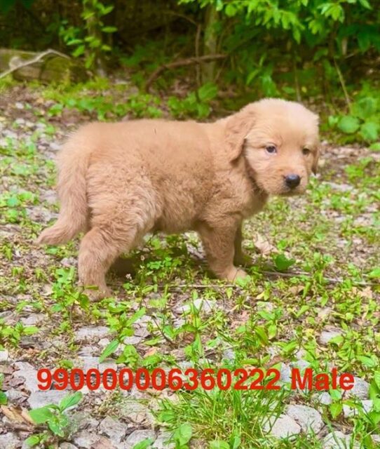 [#2656-01] Golden M Golden Retriever Puppies for Sale