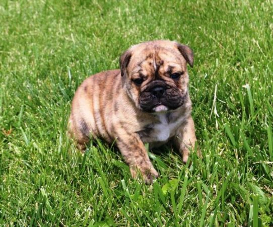 [#2610-02] Fawn Brindle M Bulldog/Bulldog Mini Puppies for Sale