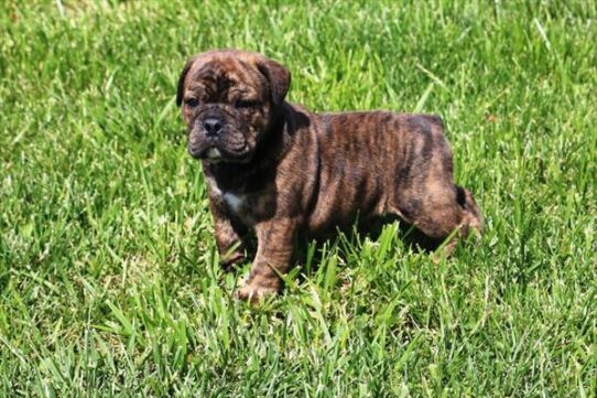 [#2610-04] Brindle M Bulldog/Bulldog Mini Puppies for Sale