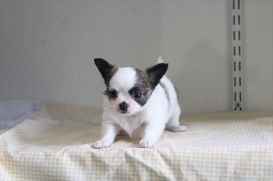 [#26963-01] Brown / White M Chihuahua Puppies for Sale