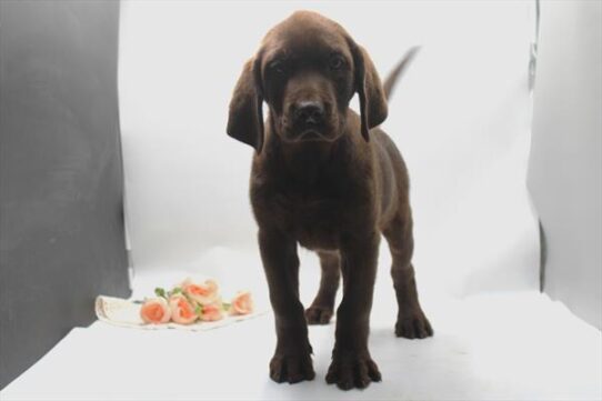 [#261001-05] Chocolate M Labrador Retriever Puppies for Sale