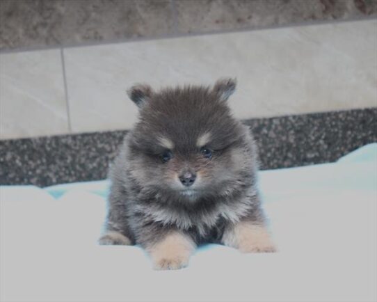 [#261210-02] Blue / Tan M Pomeranian Puppies for Sale