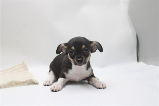 [#26972-01] Black / White M Chihuahua Puppies for Sale