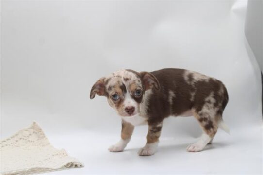 [#26972-02] Chocolate Merle F Chihuahua Puppies for Sale