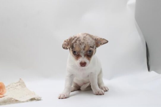 [#26972-05] Chocolate Merle F Chihuahua Puppies for Sale